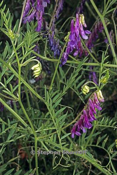 vicia villosa ssp varia 2 graphic